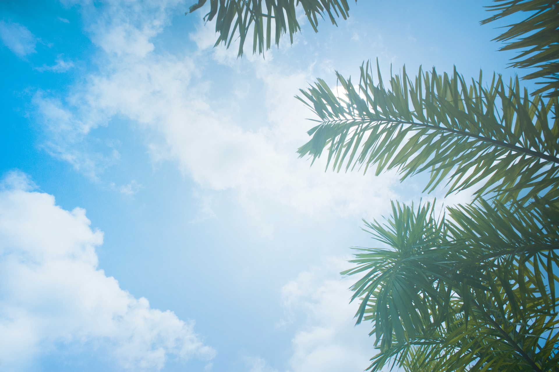 fondo palmeras y cielo uruguayo