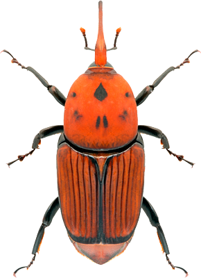 Picudo rojo en Uruguay