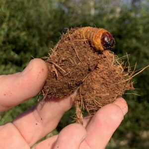 Larva de picudo en estado de pupa