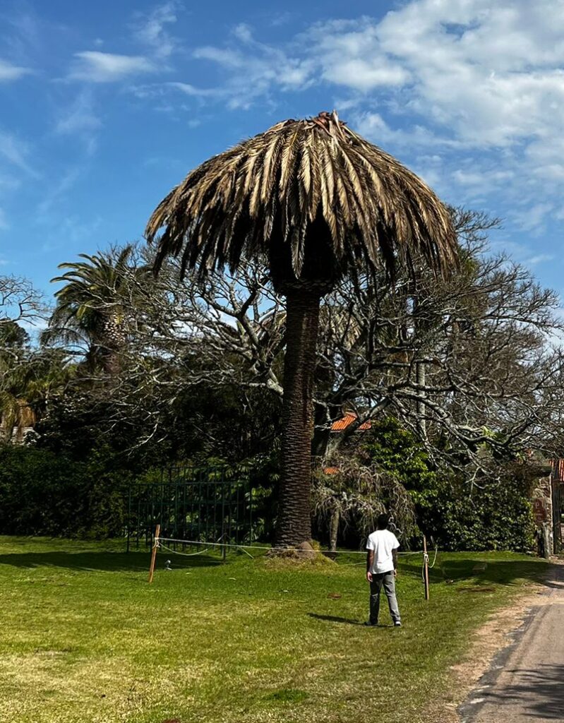 Mortalidad de palmera canaria