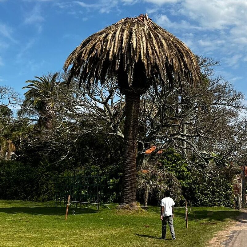 Palmera Fénix infestada y muerta por ataque del Picudo rojo en Montevideo, Uruguay