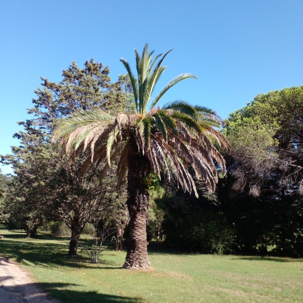 Palmera canaria afectada por la larva el picudo rojo