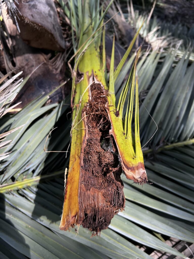 Brote apical de palmera fenix dañado por el picudo rojo