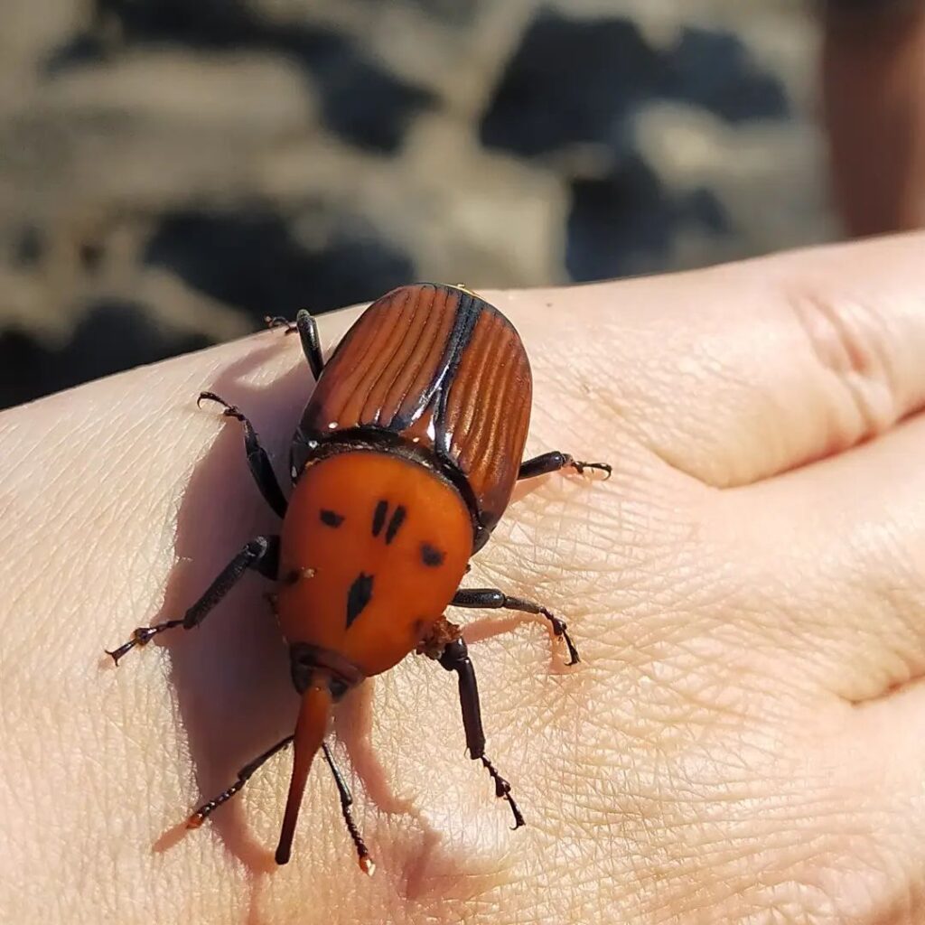 Hembre adulta de picudo rojo en Uruguay