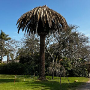 palmera Phoenix canariensis gravemente afectada por el picudo rojo