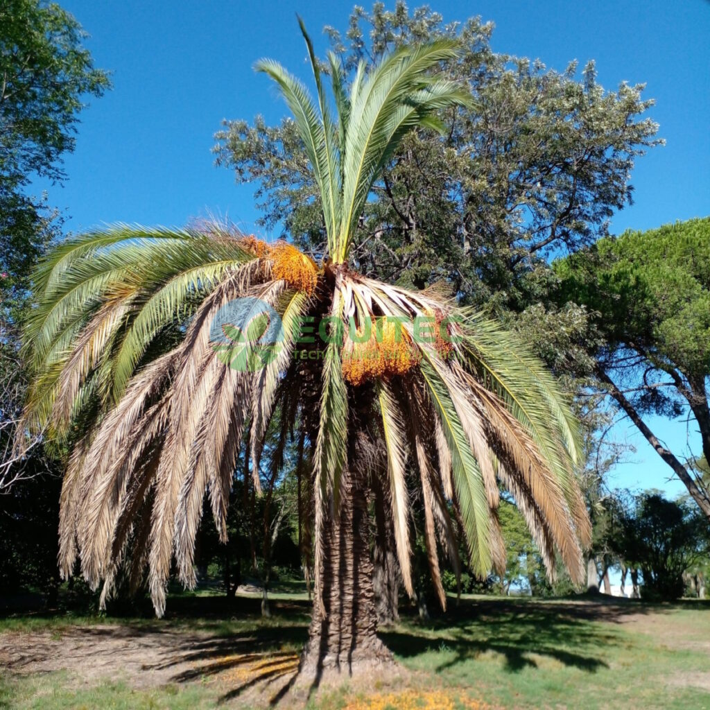 Asimetría foliar por ataque de picudo rojo