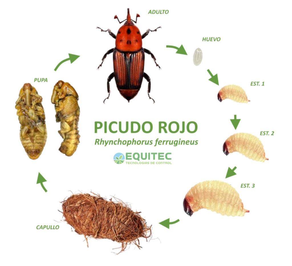 ciclo biologico del picudo rojo