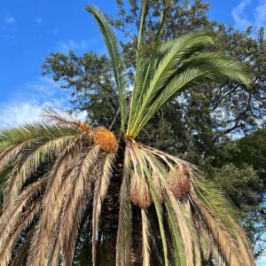 Palmera fénix con típica asimetría por daños de su meristemo