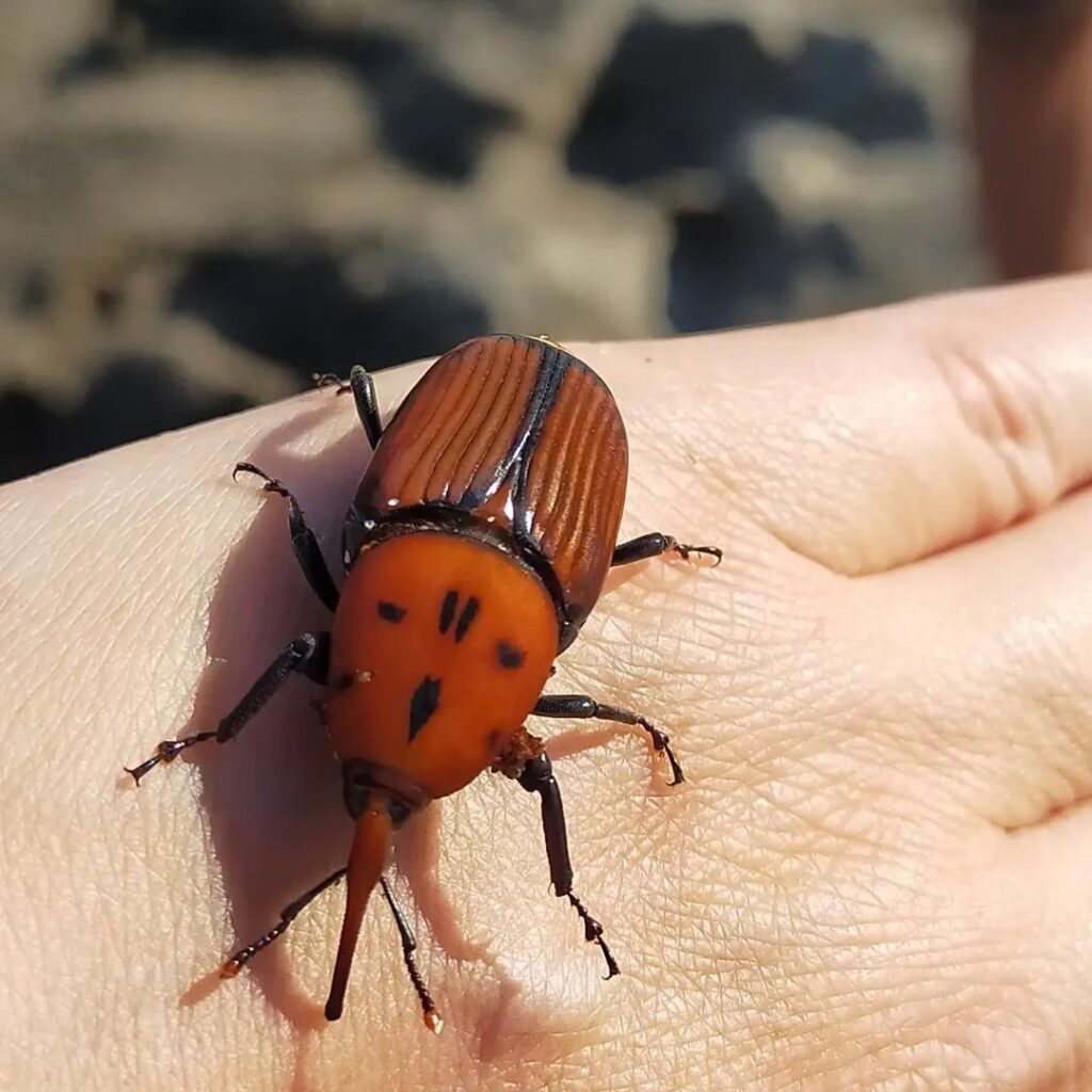 hembra del picudo rojo Rhynchophorus ferrugineus