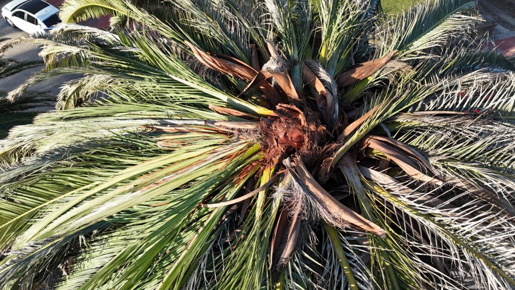 meristemo de palmera canaria gravemente infestado