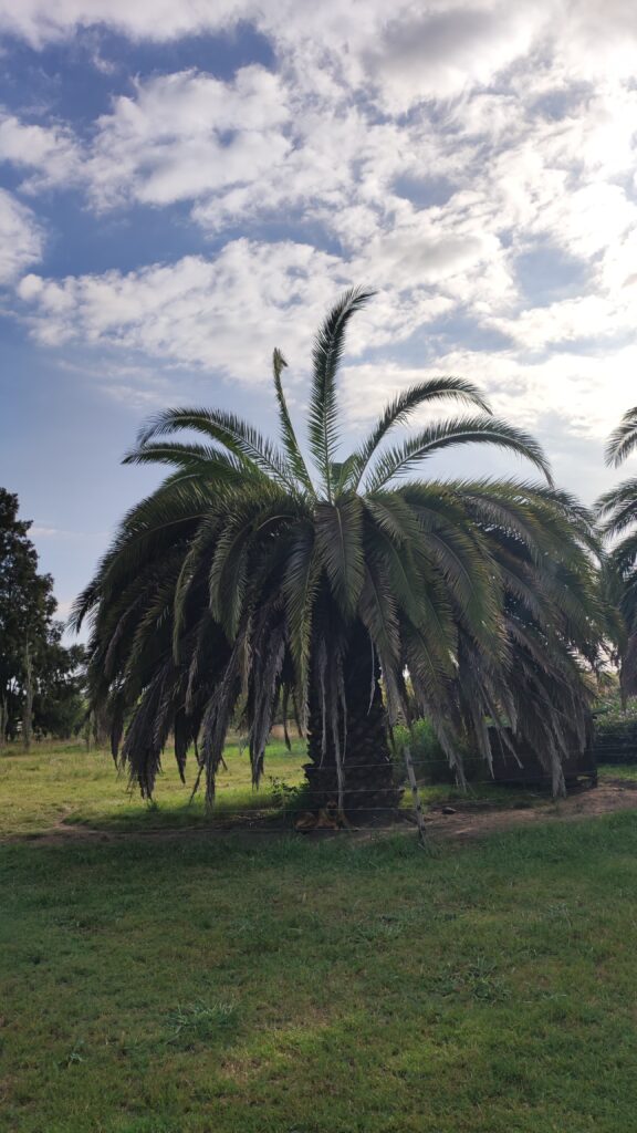 asimetría foliar correspondiente a daño del meristemo de la palmera