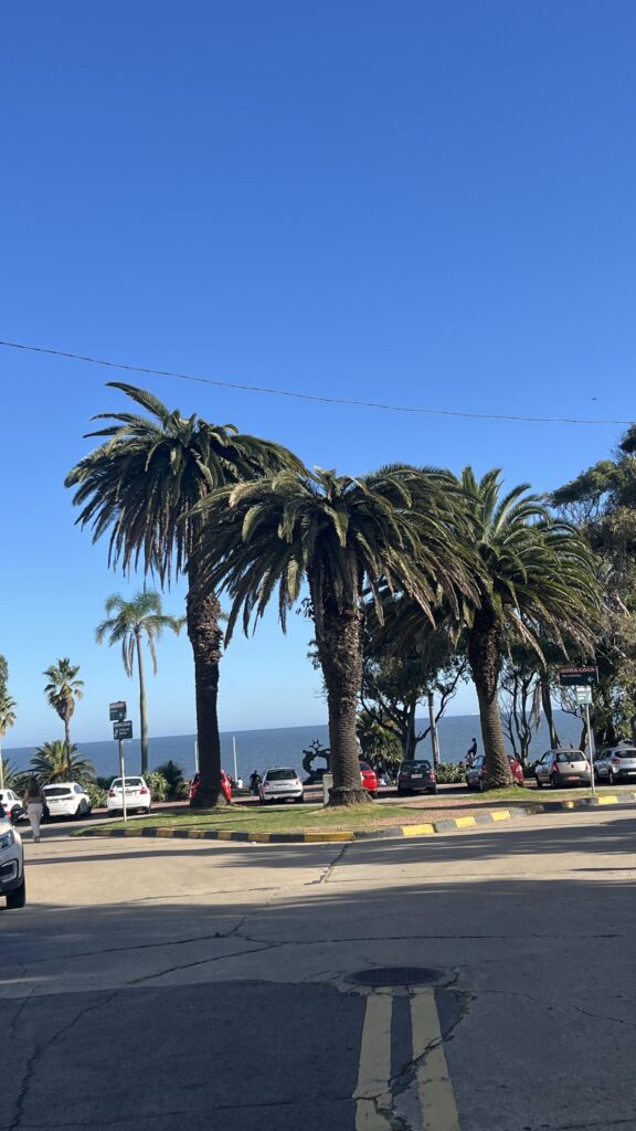 ataques de palmeras canarias