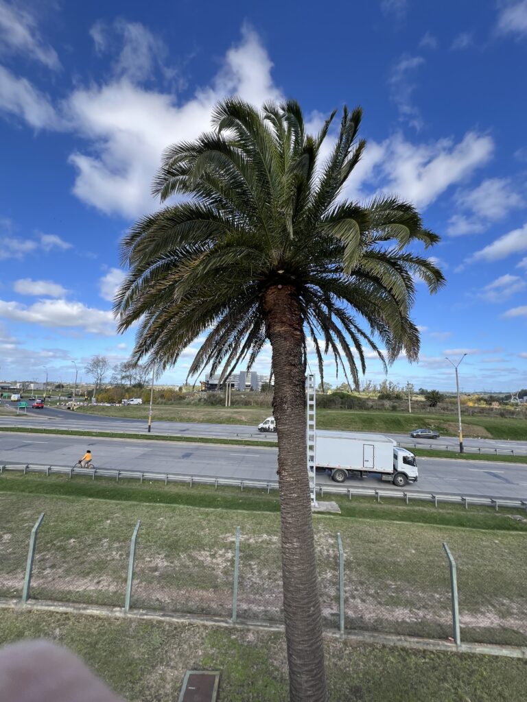 Sensor colocado en palmera canaria