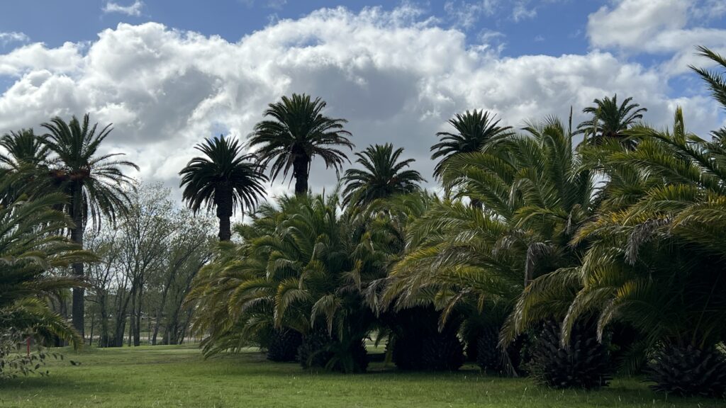 Palmeral de palmeras canarias en Montevideo