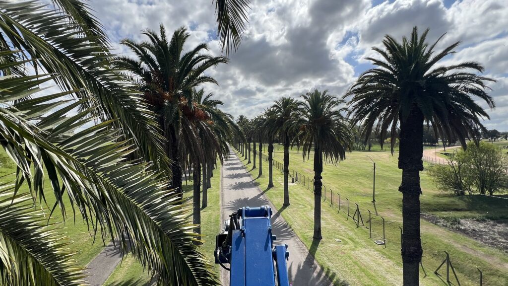 palmeral de Phoenix canariensis en Uruguay