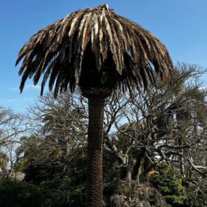 Palmera Phoenix canariensis con copa foliar dañada por la plaga del picudo