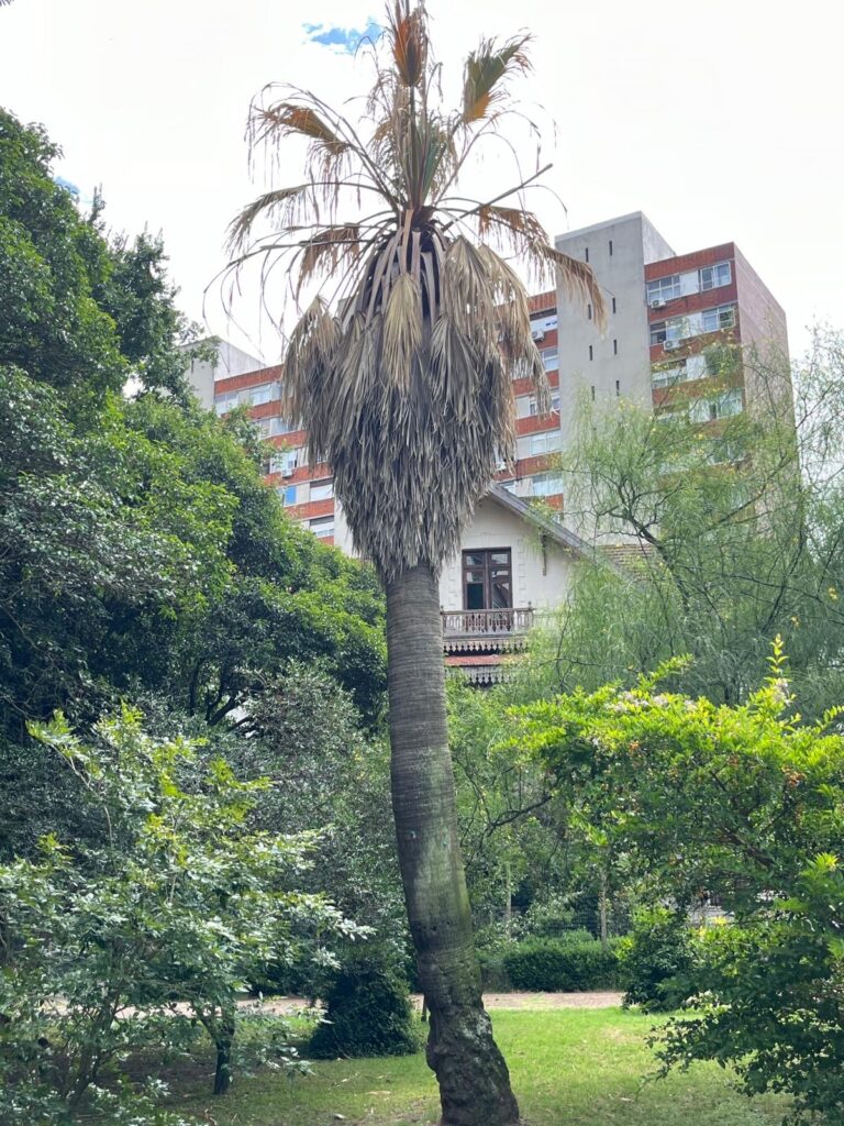 ataque de picudo en washintonia