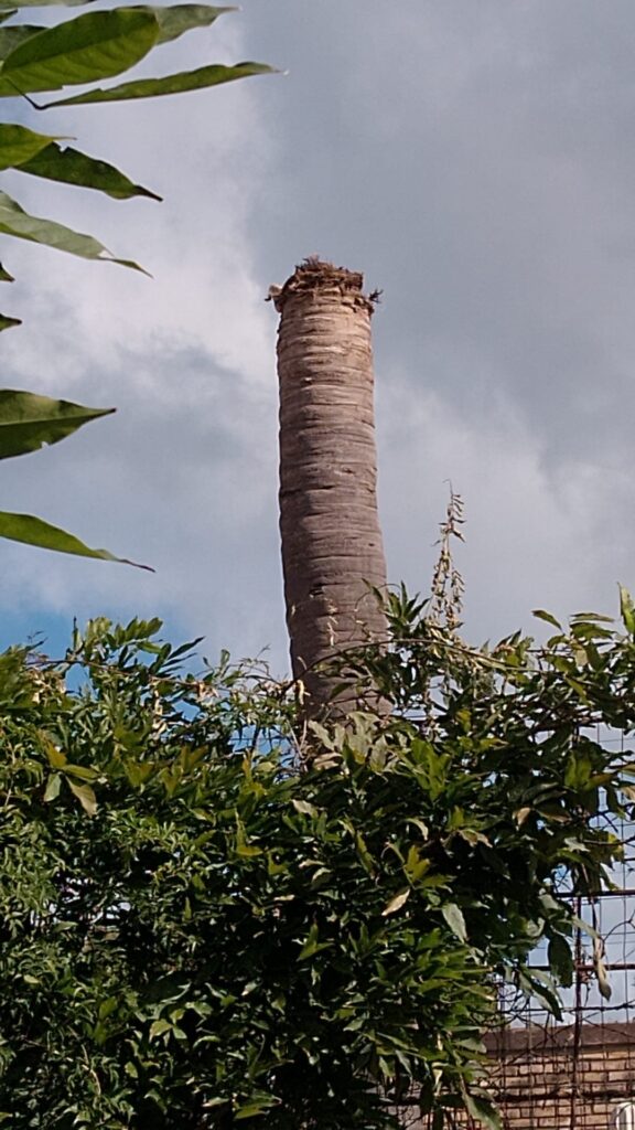 palmeras pindó sin brote ni copa foliar