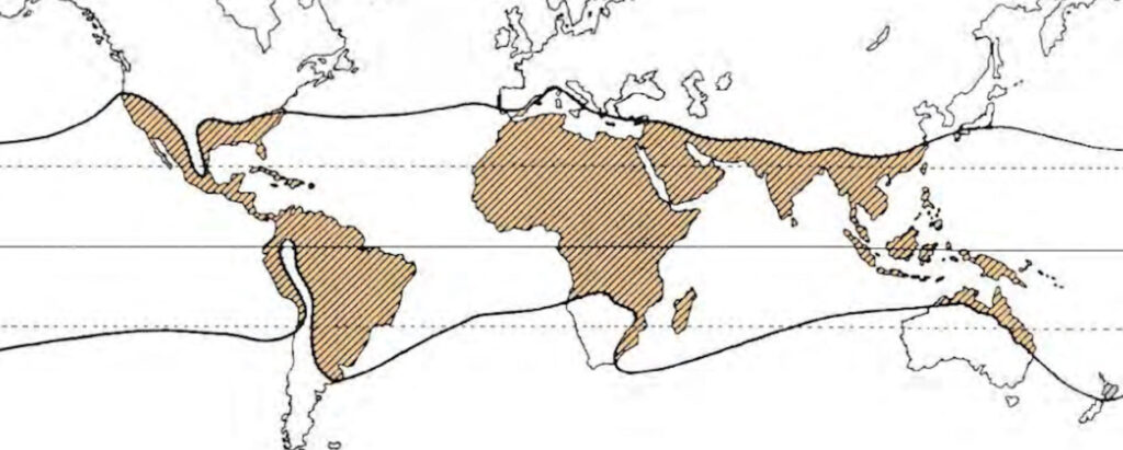 mapa distribucion mundial de las palmeras