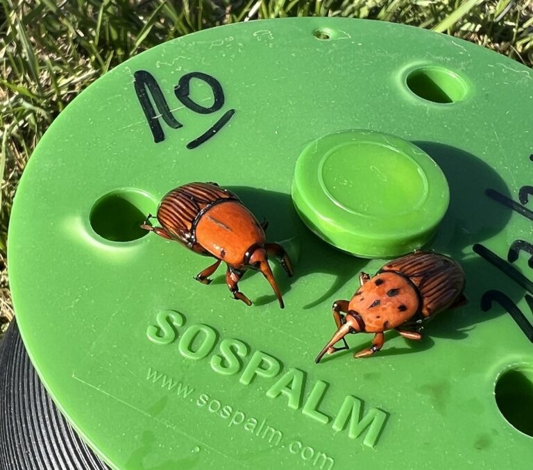 trampa sospalm para picudo rojo