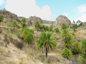 palmeras canarias salvajes sin podas