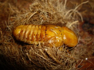 La pupa del picudo rojo