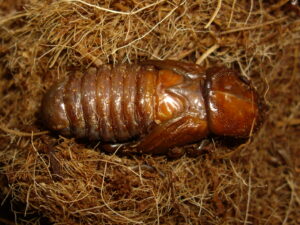 último estadío como pupa