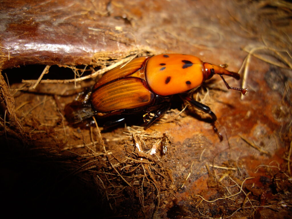 Nuevo adulto de picudo rojo (Rhynchophorus ferrugineus)