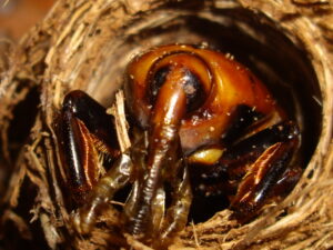 el adulto nuevo buscará salir de la palmera pero también podría pasar su vida dentro de ella.