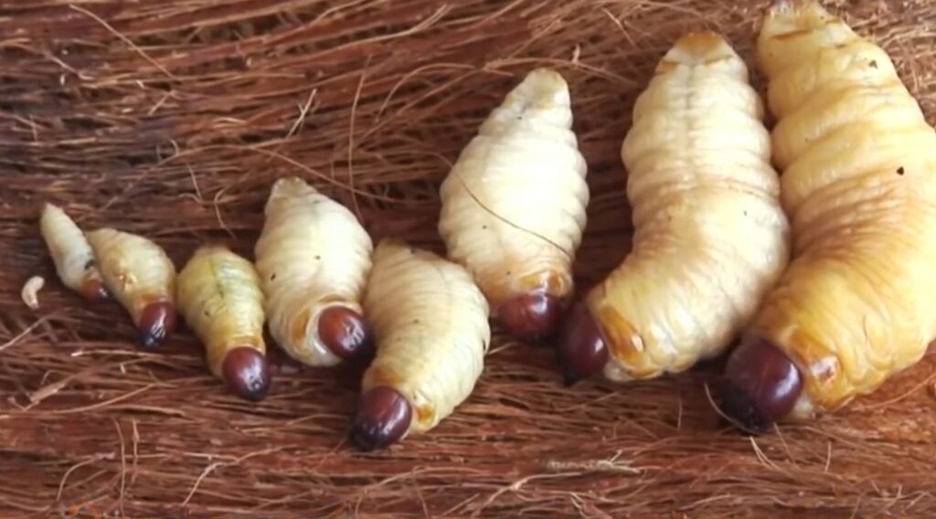 Las larvas de picudo rojo mudaran y pasaran dentro de la palmera hasta 3 meses antes de la metamorfosis