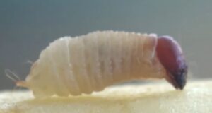 larva de picudo rojo en estadio L3