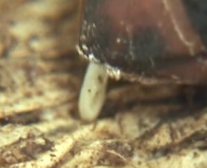 oviposición de huevo de picudo rojo