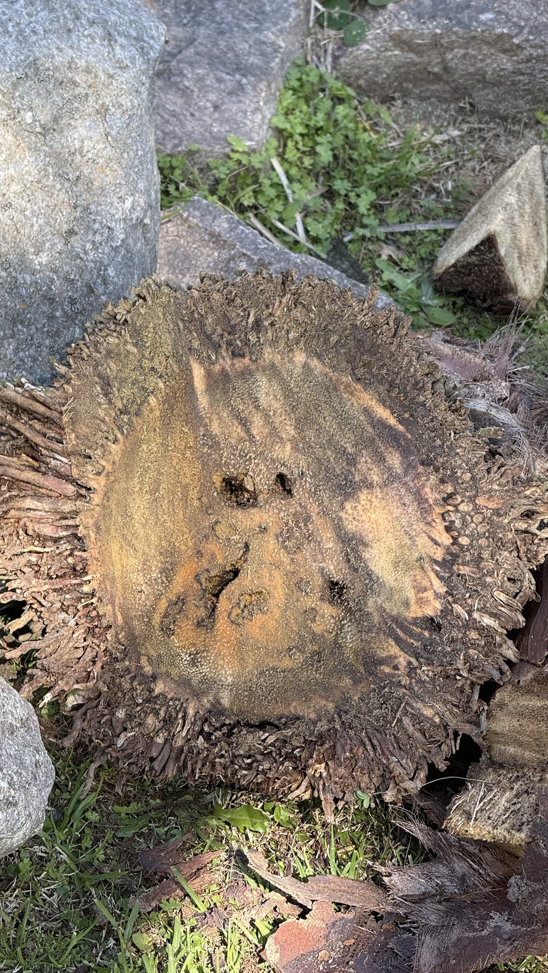 Zona basal de palmera Trachycarpus donde se aprecia la necrosis por incapacidad de compartimentación de tejido