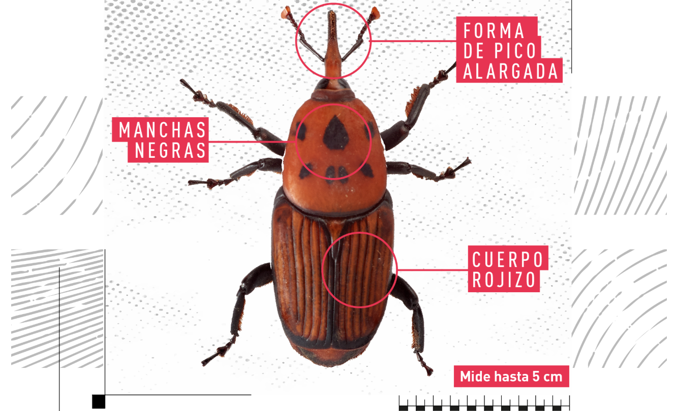 picudo rojo en argentina, foro de SENASA