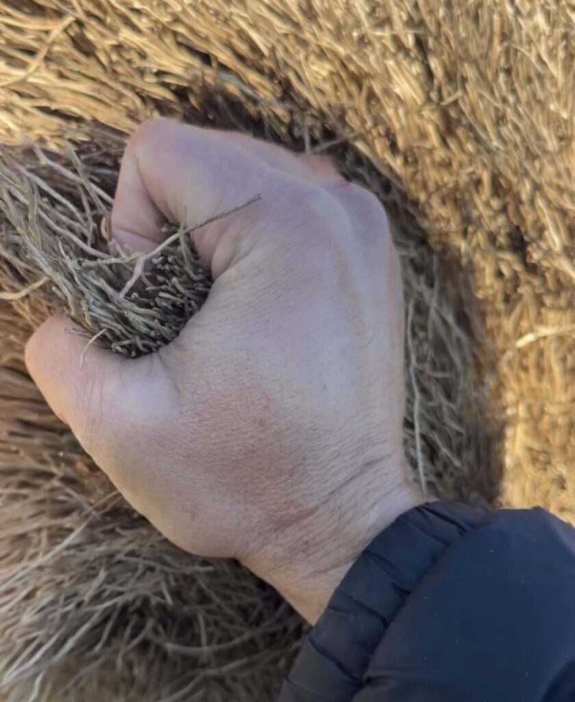 haces vasculares secos arrancados de un estípite de palmera muerta