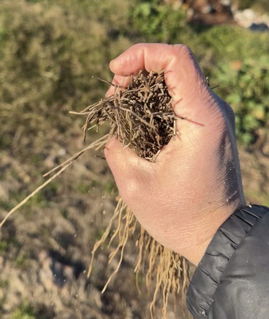 haces de palmera apretados en la mano
